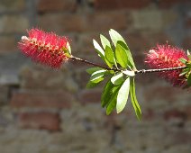 Buonconvento  2015 040